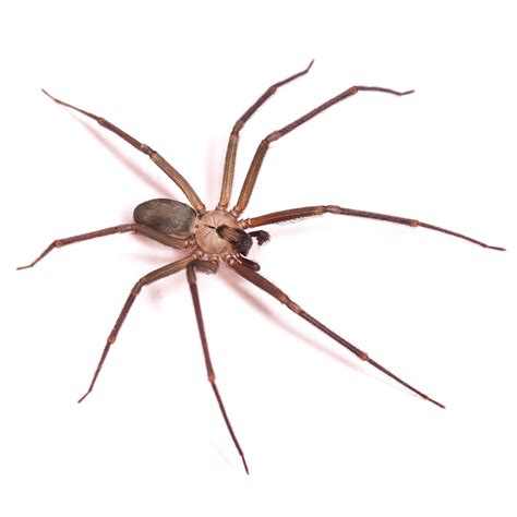 4 Common House Spiders You Might See This Winter