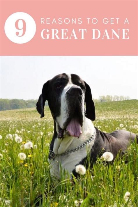 Why Great Danes Are The Best 9 Key Reasons Great Dane Care