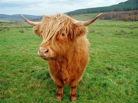 Highland Cattle Interesting Facts And Photographs All Wildlife