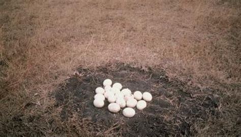 White Bird Egg Identification Sciencing