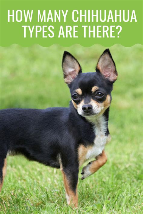 7 Types Of Chihuahua From Teacup To Big Chihuahua Barking Royalty