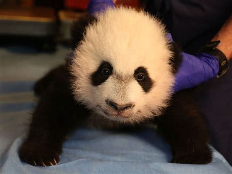 The Long Adorable History Of Pandas In America — Smithsonian Magazine