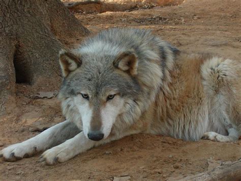 The Hybrid Wolf Allure What Fascinates Us About The Wolfdog All Pet