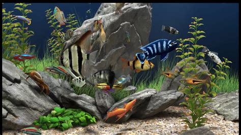 Dream Aquarium The Best Virtual Aquarium Youtube