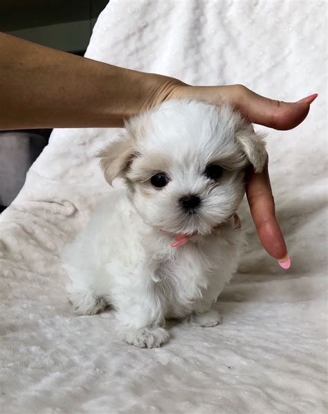 How Much Is A Micro Teacup Maltese Micro Teacup Maltese Puppy For