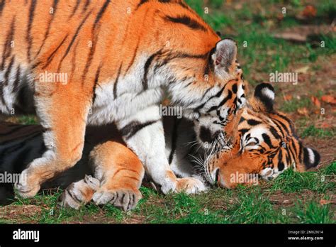 Tiger Kisses A Tigress Two Wild Animals In Love Bengal Tigers