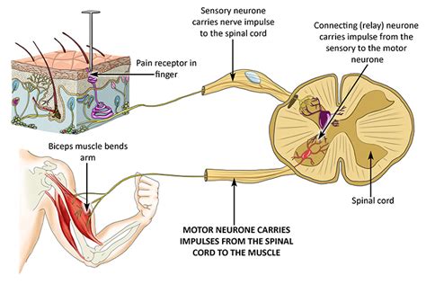 Motor Neurones Sensory Neurones And Relay Neurones