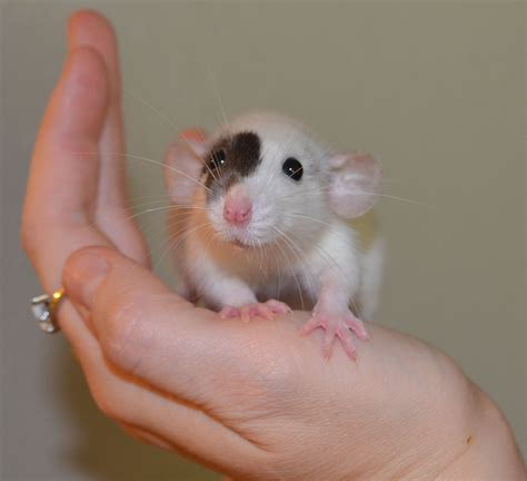 Oh My Gosh If I Could Get This Rat I Would Just Die Funny Rats