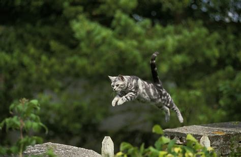 Manciuria Rază Numele Tentativ Cat Calculating Jump Pauză Principiu Lac