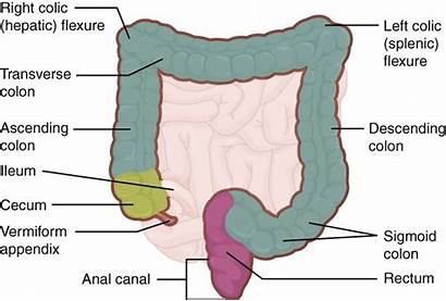 Intestine Intestines Colon Cecum Rectum Figure Labeled