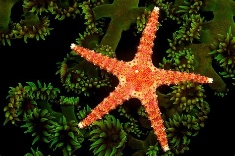 ‘a Spiny Sea Star Gomophia Egeria On A License Image 70520495