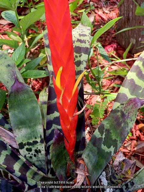 Photo Of The Bloom Of Flaming Sword Bromeliad Lutheria Splendens