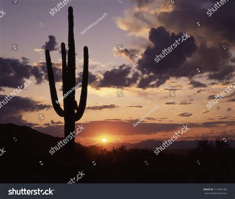 Saguaro Cactus Silhouetted Against Colorful Sunset Stock Photo
