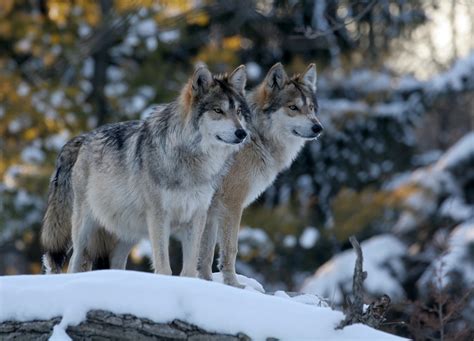 How Grey Wolves Survived Ice Age Extinction The Tribune India
