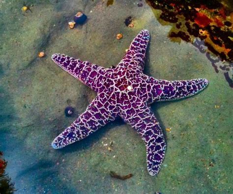 Purple Starfish 💜 Underwater Creatures Ocean Creatures Underwater