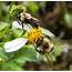 The Bumble Bee – One Of Florida’s Vital Pollinators  Panhandle Agriculture