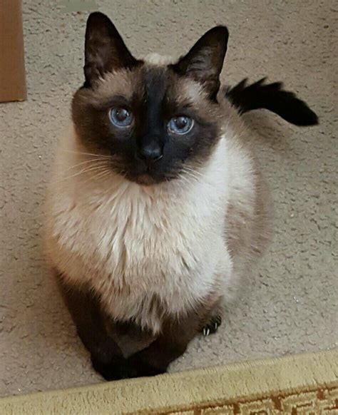 Gorgeous Seal Point Siamese Siamesecats Cats