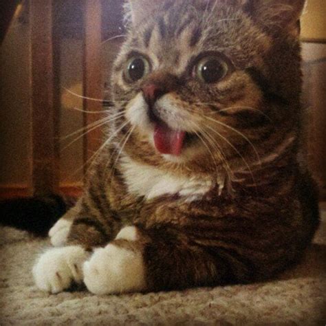 The Derp Is Strong With This Cat Pics