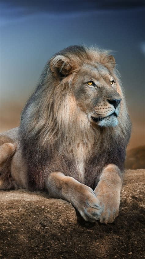 Iphone Lion Wallpaper Hd For Mobile Rehare