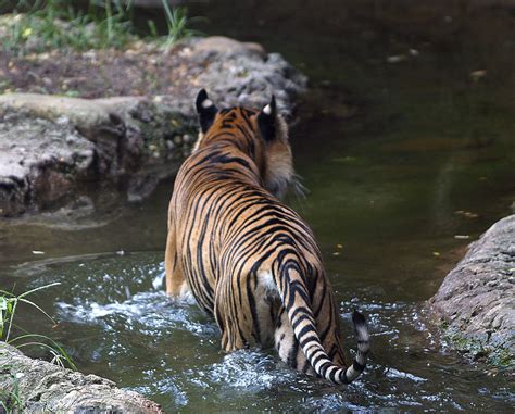 Louisville Zoo 09 07 2010 Sumatran Tiger 29 Sumatran Tig Flickr