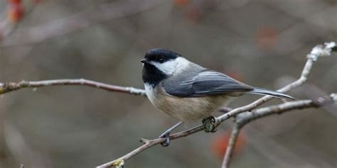 15 Birds With Black And White Heads Incl Pictures Birdwatching Buzz