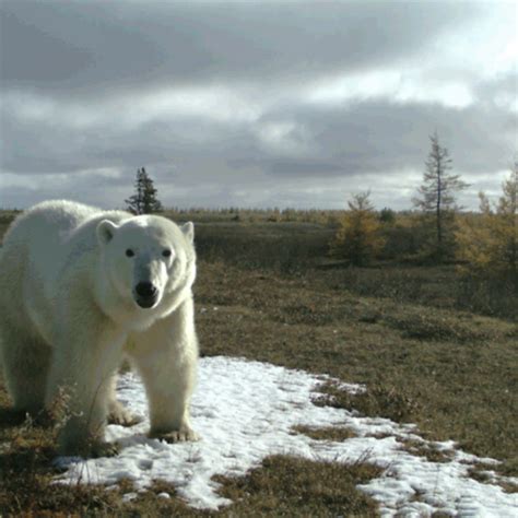 Conservation News On Arctic Animals
