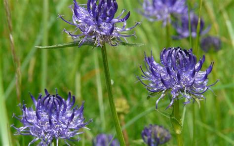Griffe du diable : Tout savoir sur cette plante médicinale