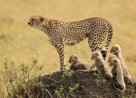 Top 5 Facts About Cheetahs Wwf