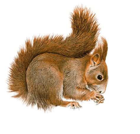 Squirrel Sideview Transparent Png Stickpng