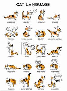 Cat Body Language Chart Reveals Your Cat 39 S Moods And Emotions