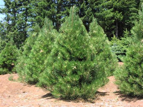 Austrian Pine Black Pine Tree Diseases Growth Rate Facts
