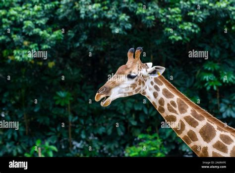 Portrait Of An African Giraffe Giraffa Camelopardalis An African