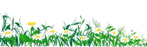 Common Daisy Clip Art Daisies And Grass Png Clipart Picture Png
