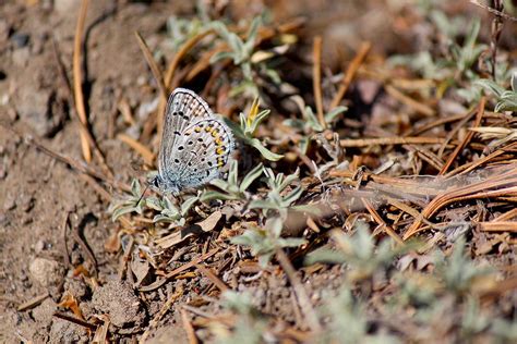 Northern Blue Butterfly Photograph By Nicholas Miller Pixels