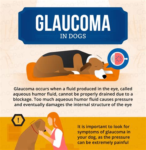 Glaucoma is abnormally high pressure in the eye of the dog. Glaucoma in Dogs: Causes, Signs, & Treatment | Canna-Pet
