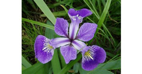 Arti Bunga Iris Lengkap Fakta Dan Asal Usulnya