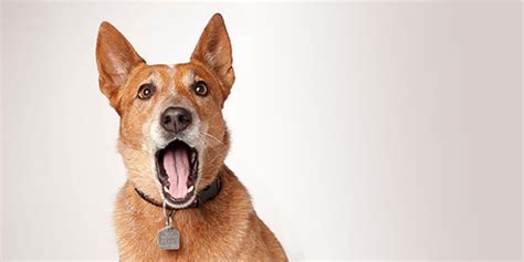 Puppy barking is a normal dog behavior but when it becomes excessive, to the point that everyone in the household is stressed, it must stop. Report a barking dog | City of Vancouver
