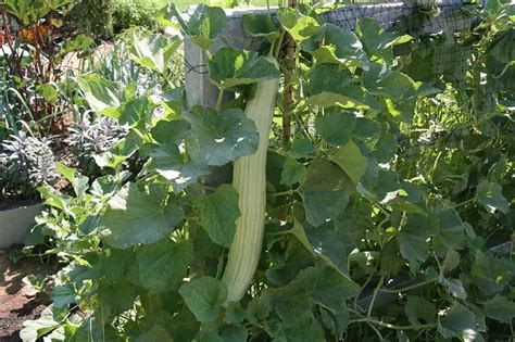 Best Companion Plants For Armenian Cucumber Fallsgarden