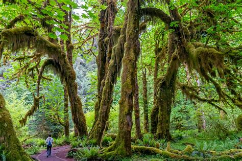 Olympic National Park Temperate Rainforest 1 Olympic Nat Flickr