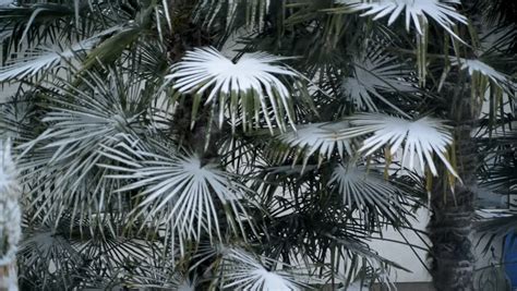 Palm Trees Covered With Snow の動画素材（完全ロイヤリティフリー）34969876 Shutterstock