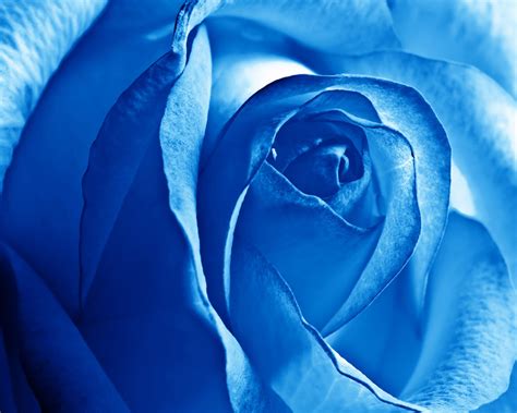 Free Download Blue Rose Wallpapers Hd Wallpapers 1280x1024 For Your