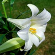 Lilium longiflorum - Wikipedia