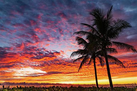 Rich Pastel Palm Sunrise Delray Beach Florida Photograph By Lawrence S