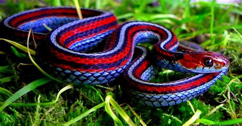 Colorful Snakes Amazing Wallpapers