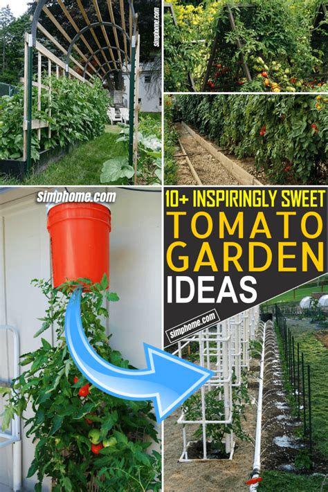 10 Tomato Garden Ideas Simphome