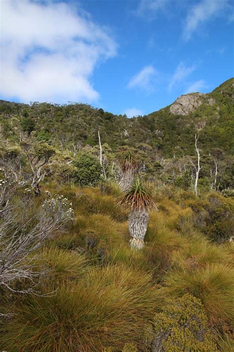 Giant Grass Tree In The Cradle Mountain Tasmania Australia Stock