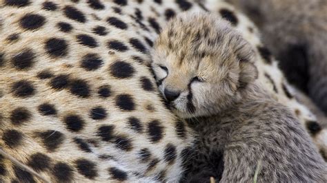 Cute Bears Baby Cheetah Free 1649256 1920×1080 Cute Wild