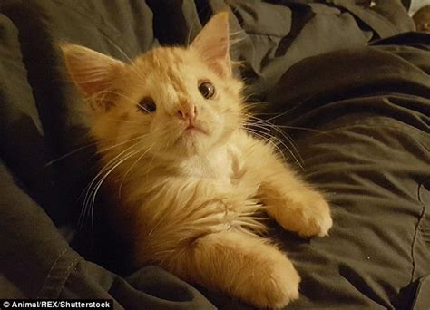 Charity Cant Find Anybody To Adopt Ginger Cat With An Unusual Face