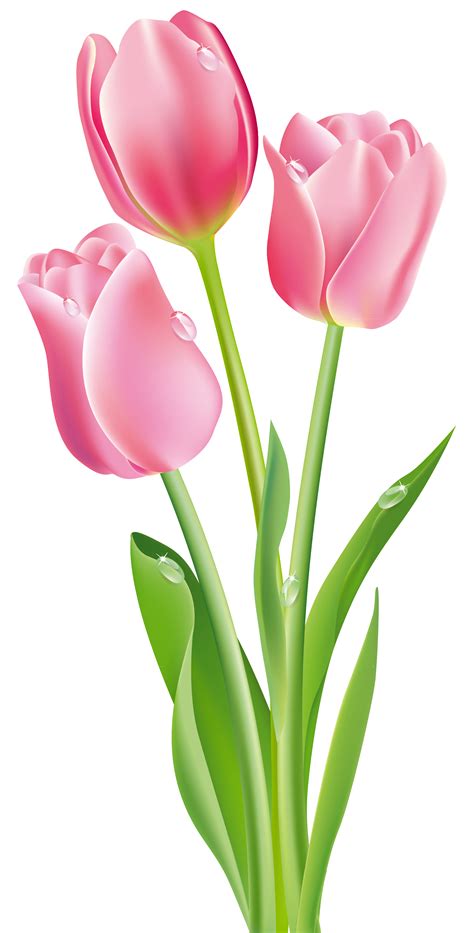 Tulips Free Clipart 10 Free Cliparts Download Images On Clipground 2024