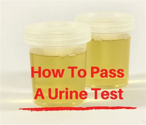 An Introduction To Urine Screenings Quickfixsynthetic